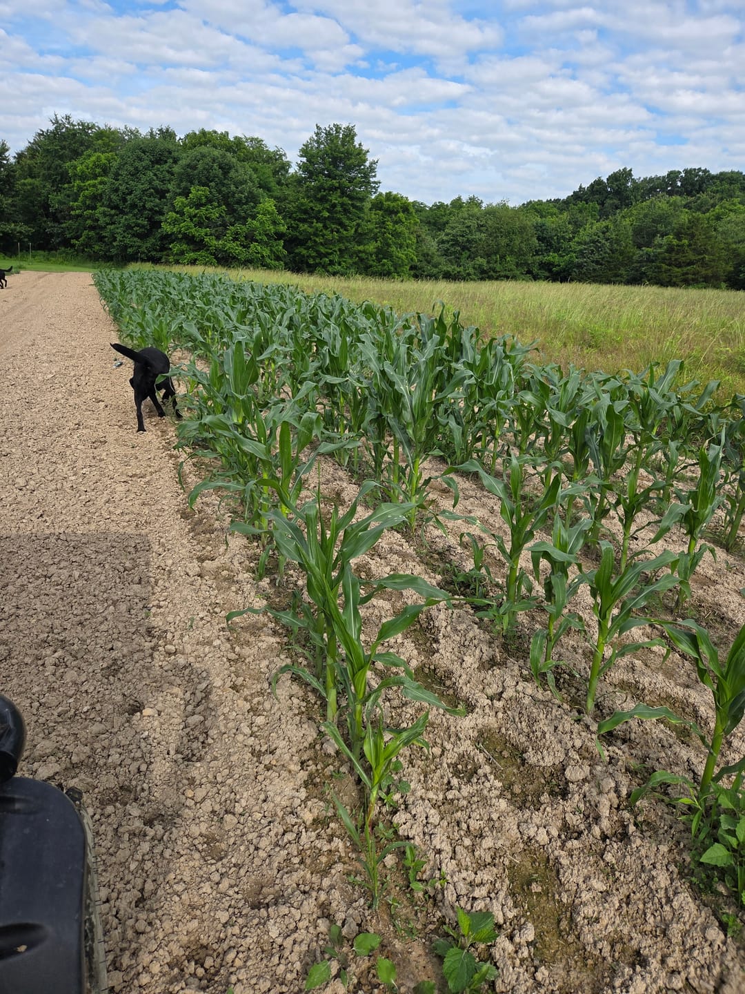 Customer photo review of *Quick Trip Attribute II Sweet Corn (Roundup Ready)