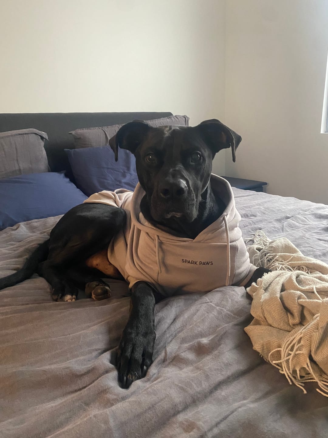 Customer photo review of Essential Dog Hoodie - Clay