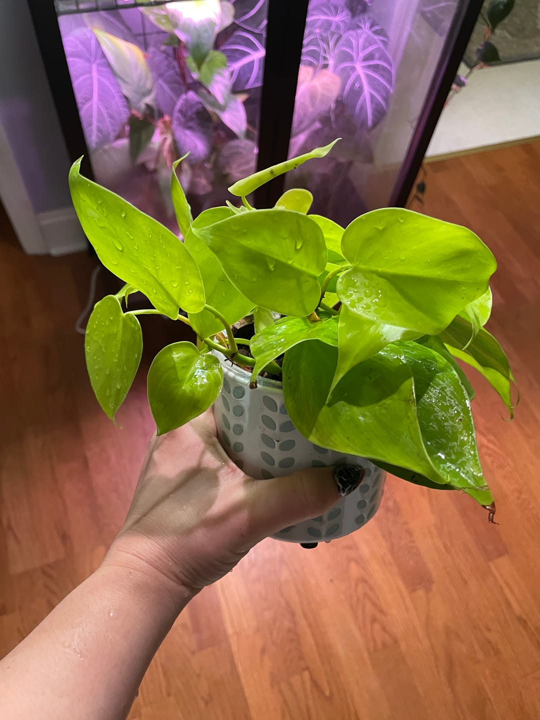 Customer photo review of Philodendron hederaceum 'Lemon Lime'