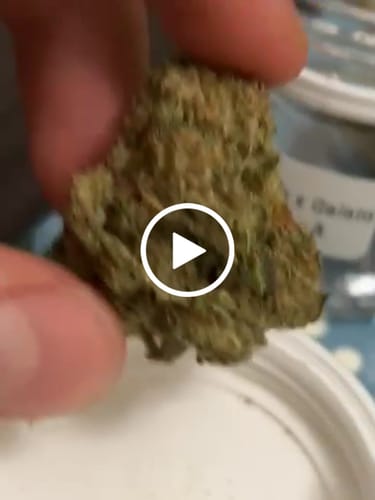 Customer video review of Do-Si-Dos x Gelato 30% THCA