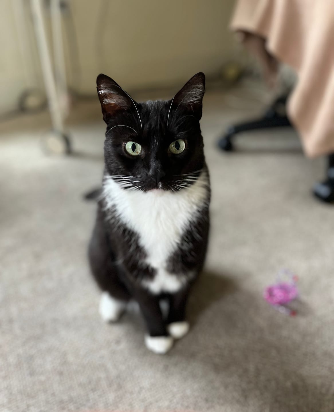 Customer photo review of Blisso Advanced Cat Probiotic