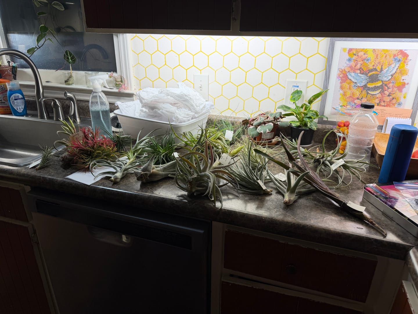 Customer photo review of Air Plant Mystery Box  Curated Tillandsia Collection  5 Tiers Available