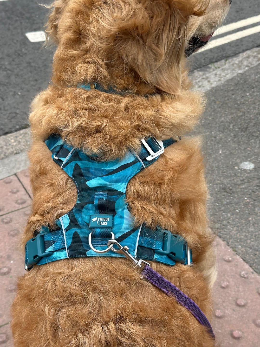 Customer photo review of Lite Harness