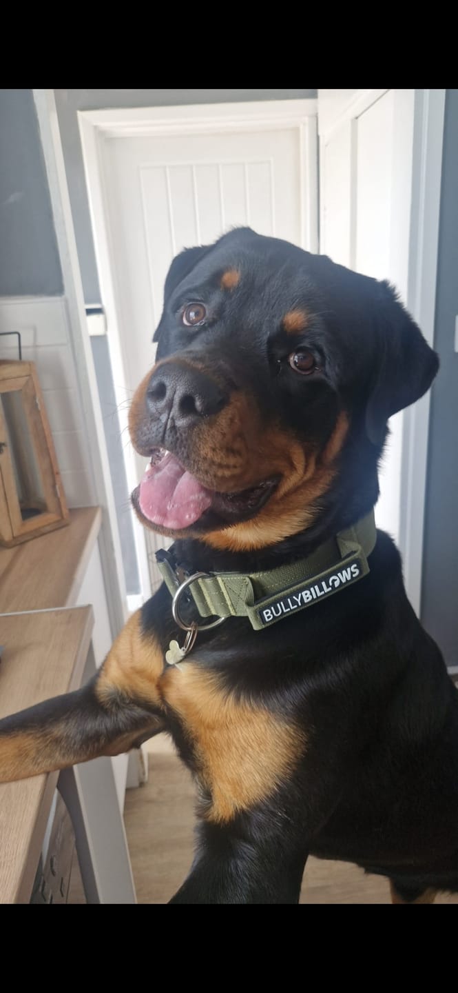 Customer photo review of 5cm Combat® Collar | With Handle & Secure Clip - Khaki