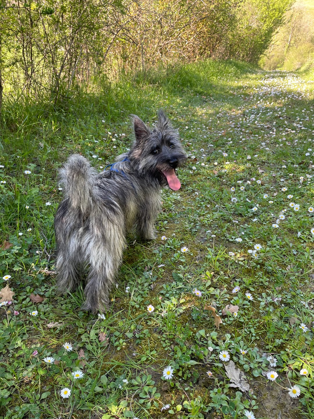 Customer photo review of Mousse Boeuf & Volaille - Chien