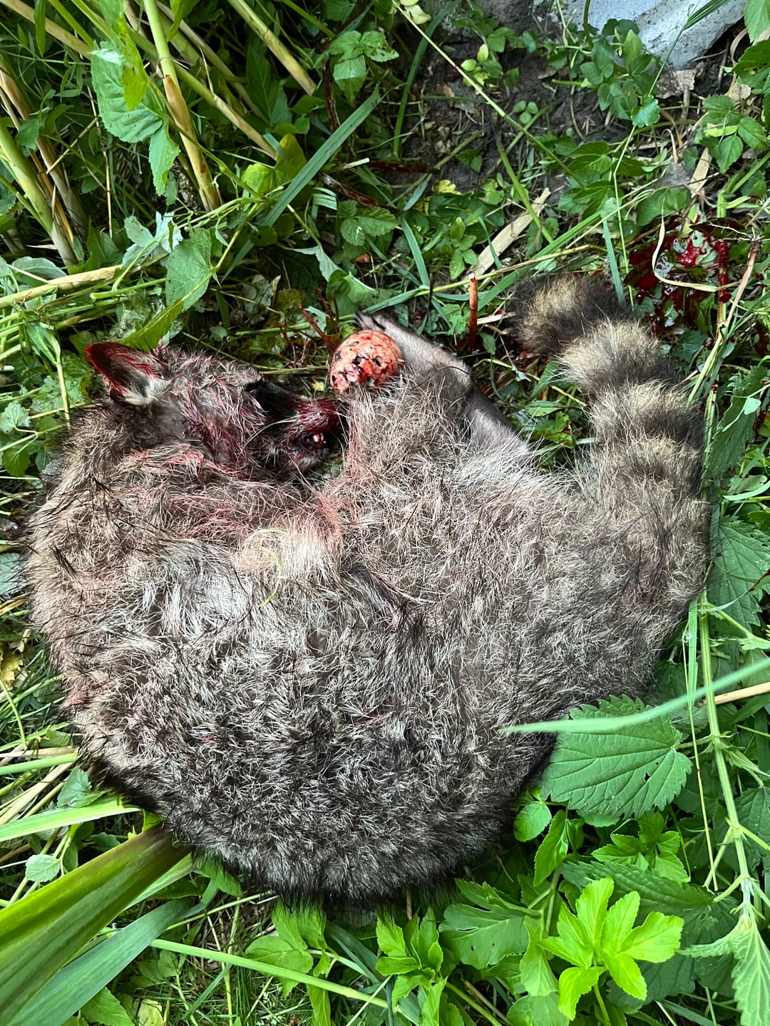 Customer photo review of Duft-Lockei für die Fallenjagd