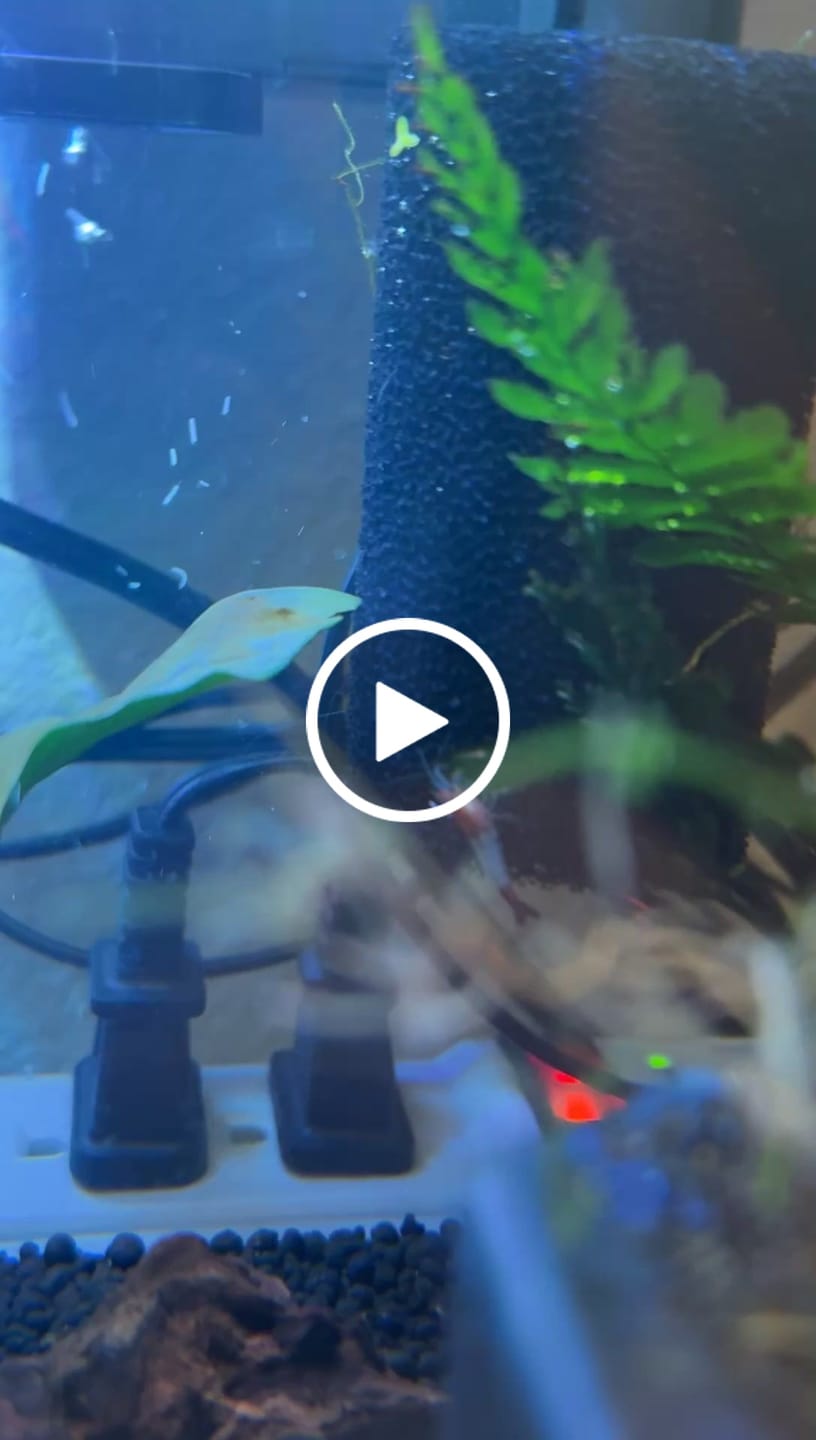 Customer video review of Red Rili Shrimp