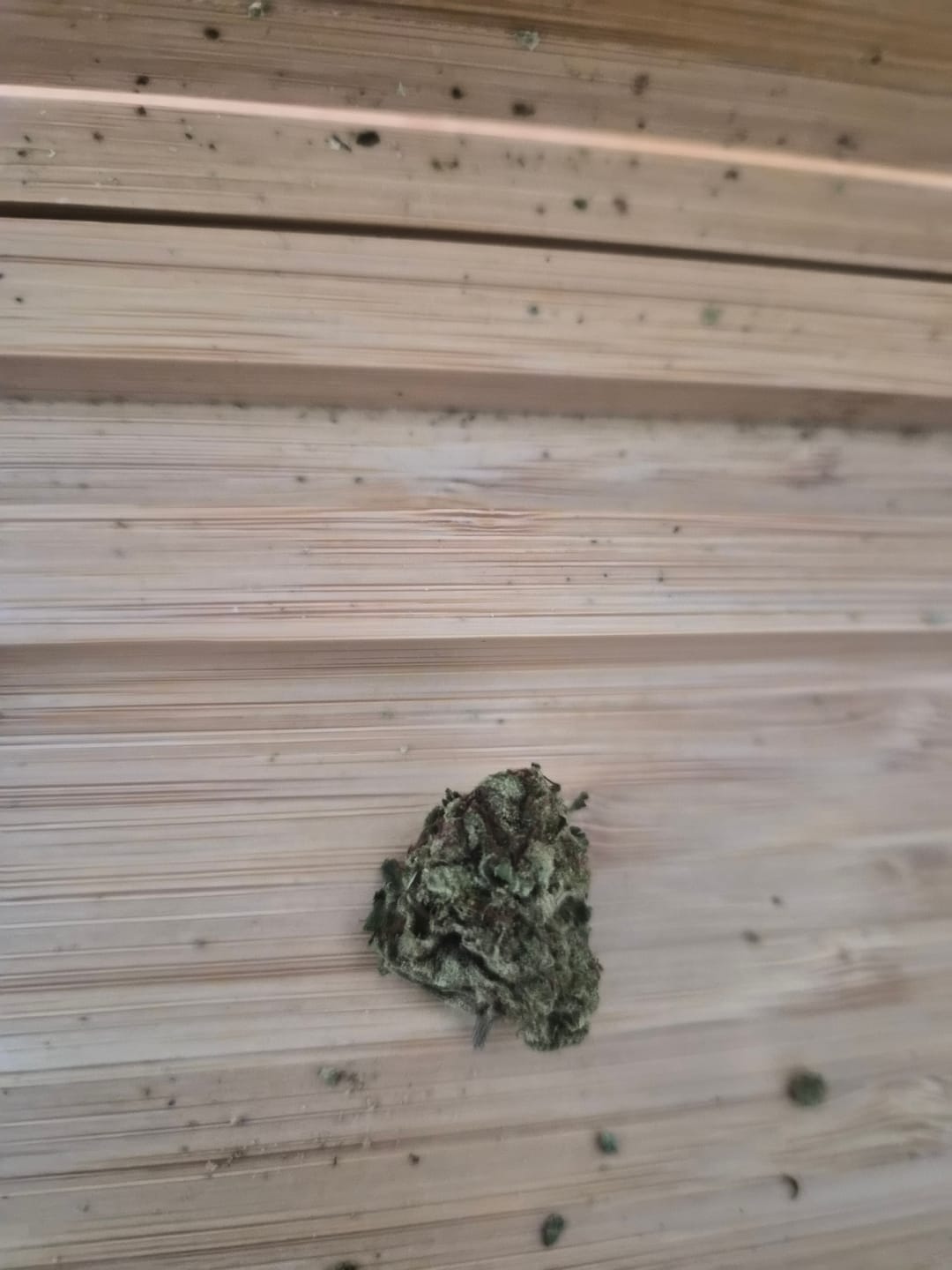 Customer photo review of Berry Gelato - 28 Grams - Indica