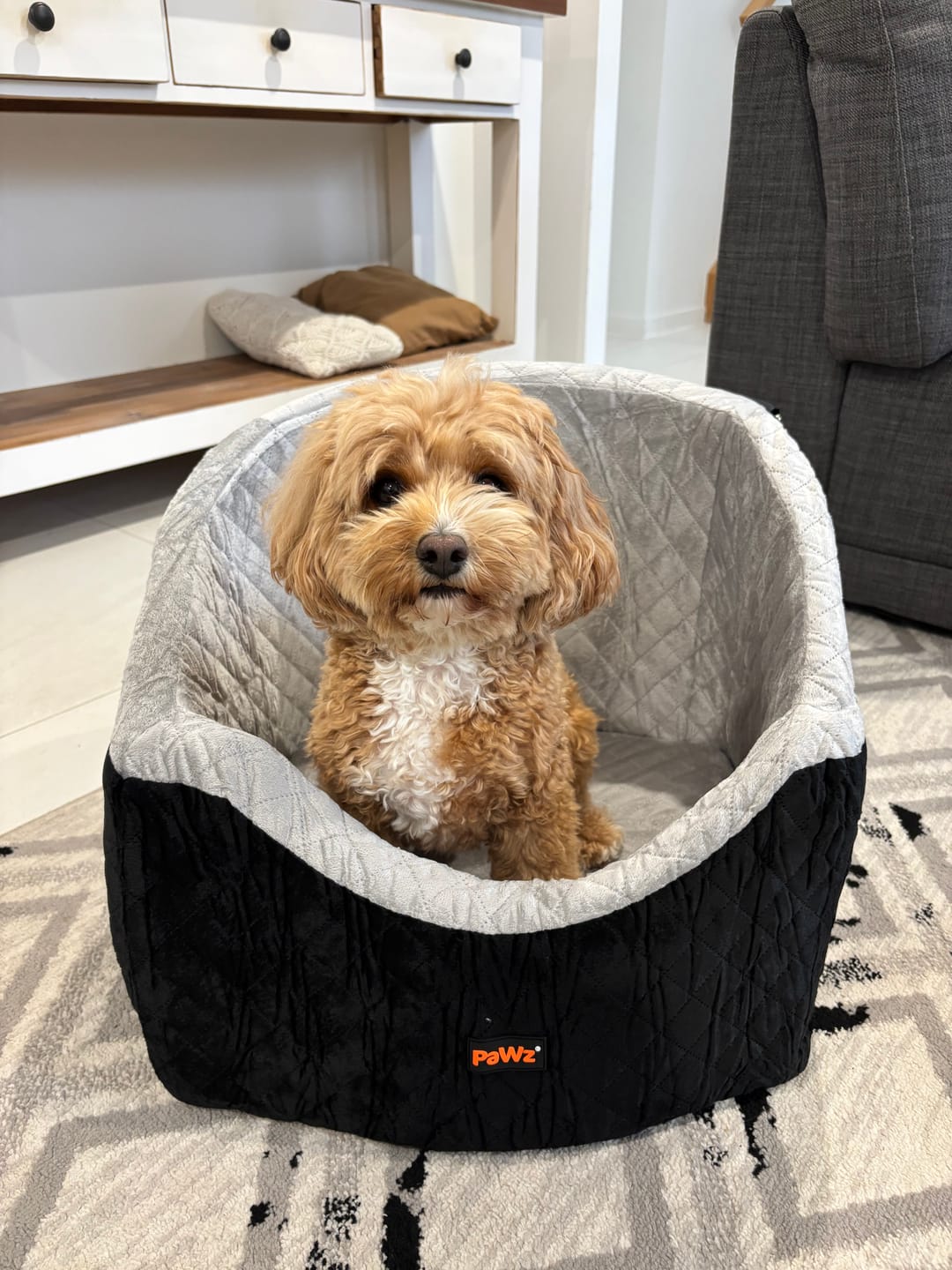 Customer photo review of Dog Car Booster Seat