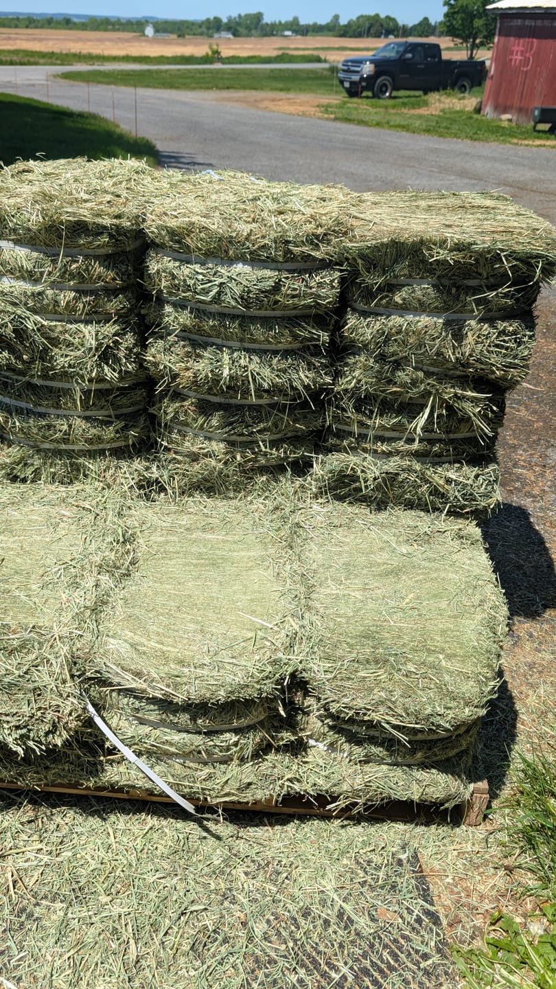 Customer photo review of Western Straight Orchard Grass Hay, 2nd Cut (Click here for Qty Discount)- Includes delivery and ground level stacking with our forklift too!
