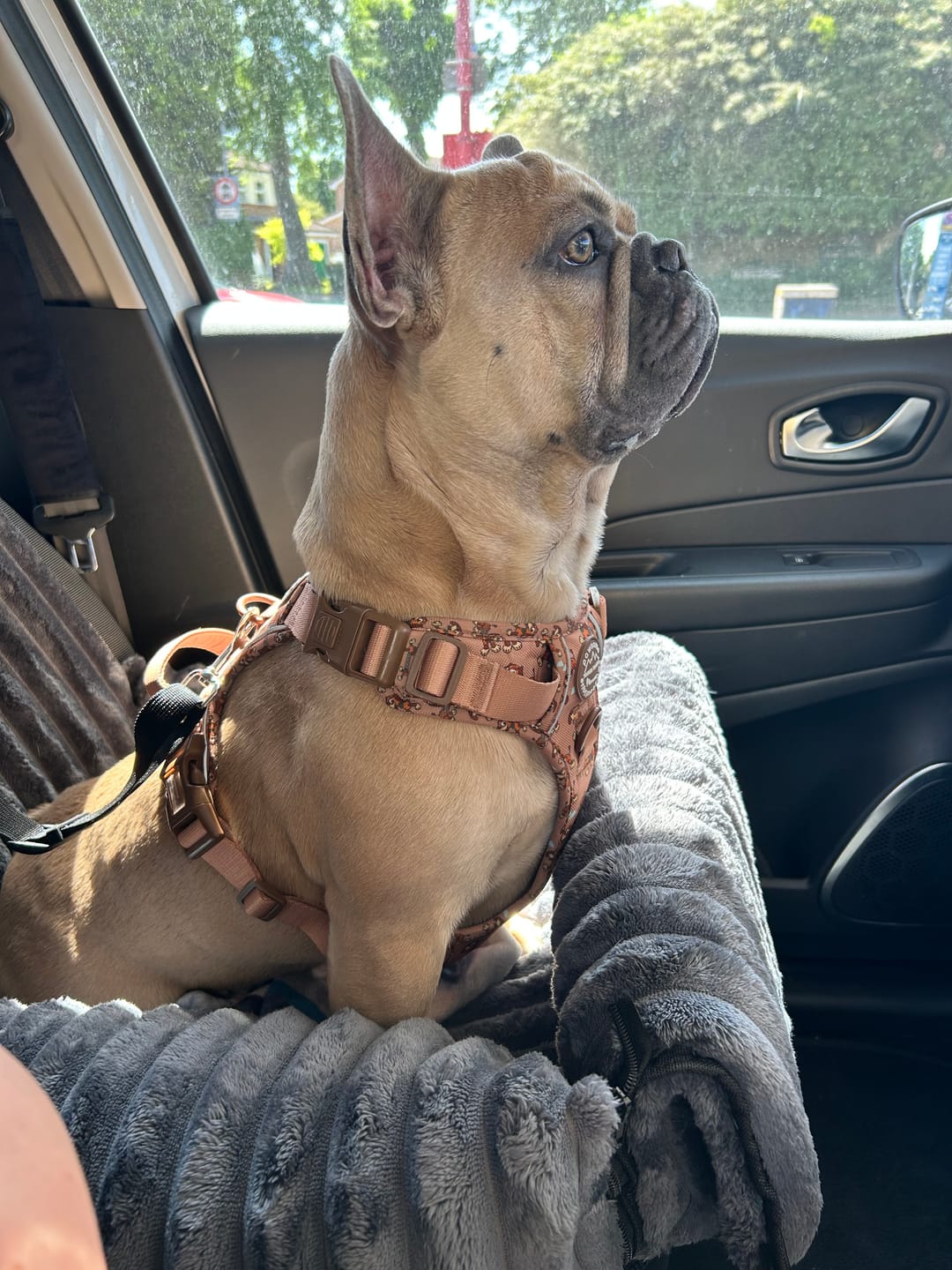 Customer photo review of Disney© Tough Trails™ Harness - Slinky