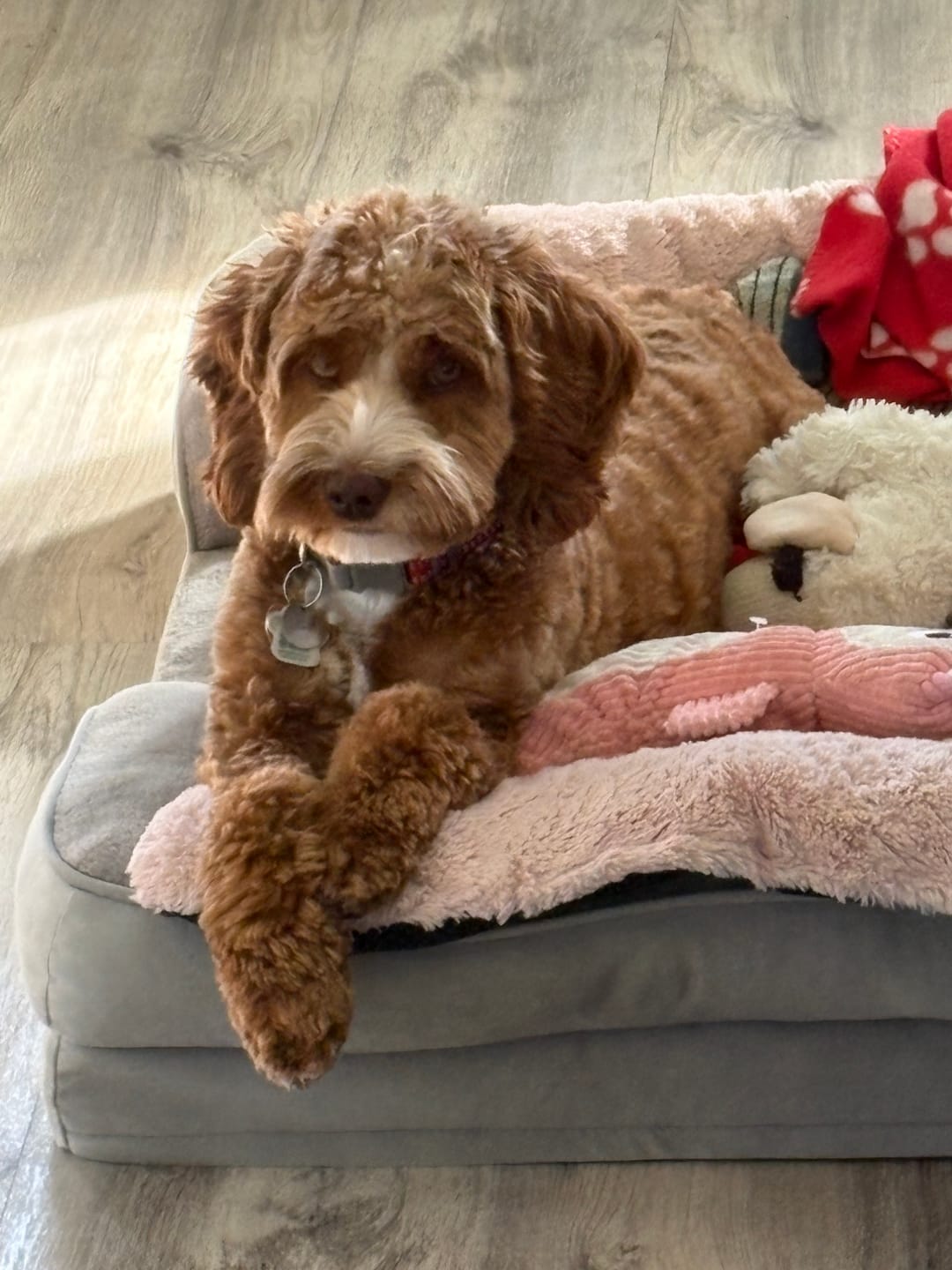 Customer photo review of 12 Inch Standard Bully Stick