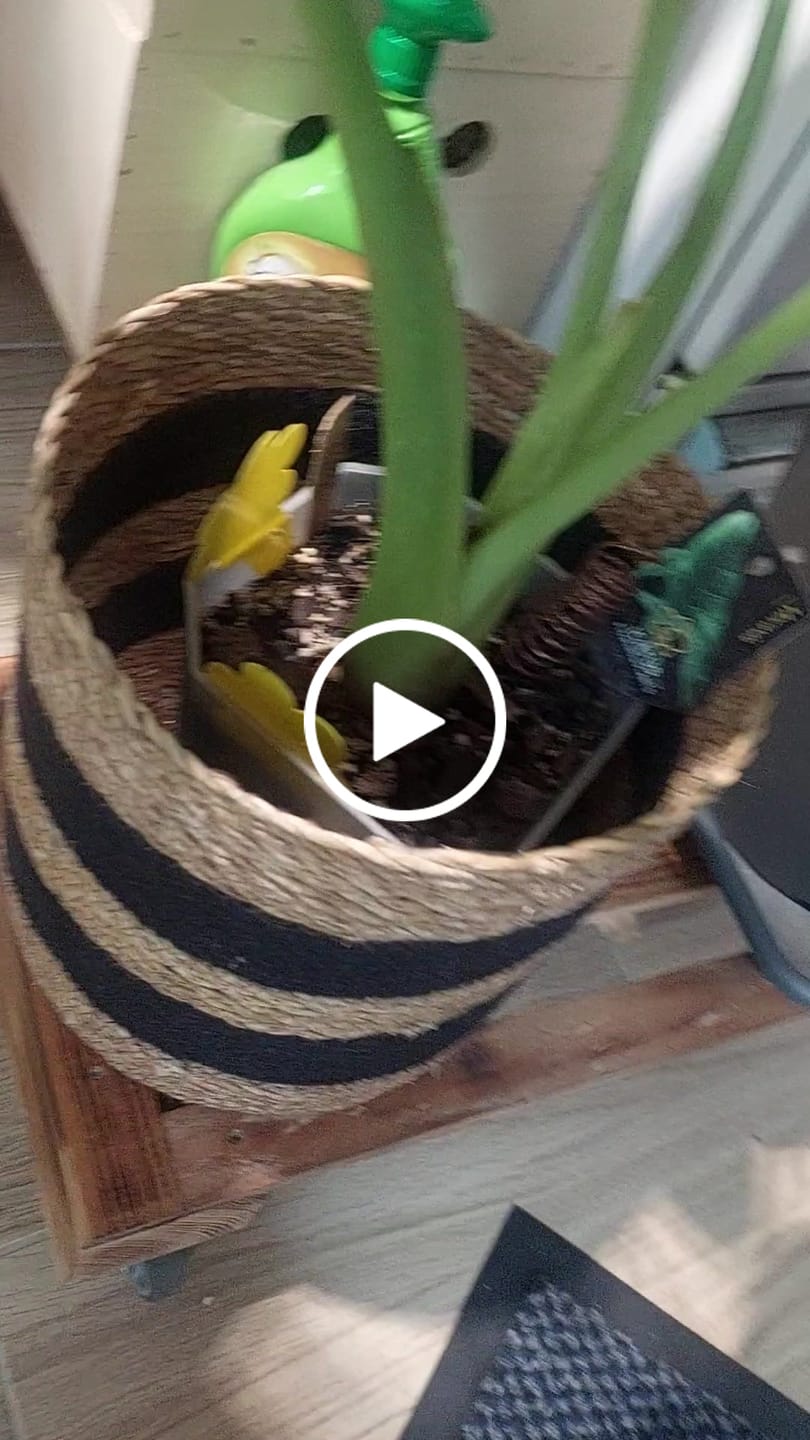 Customer video review of Alocasia Mix