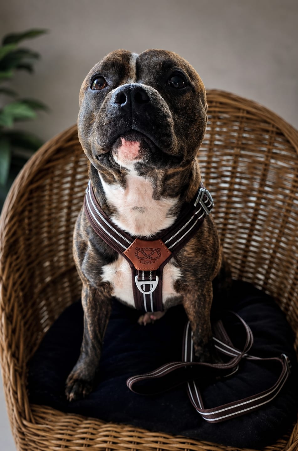 Customer photo review of Staffordshire Bull Terrier 1935® Harness & Leash Set - Chocolate