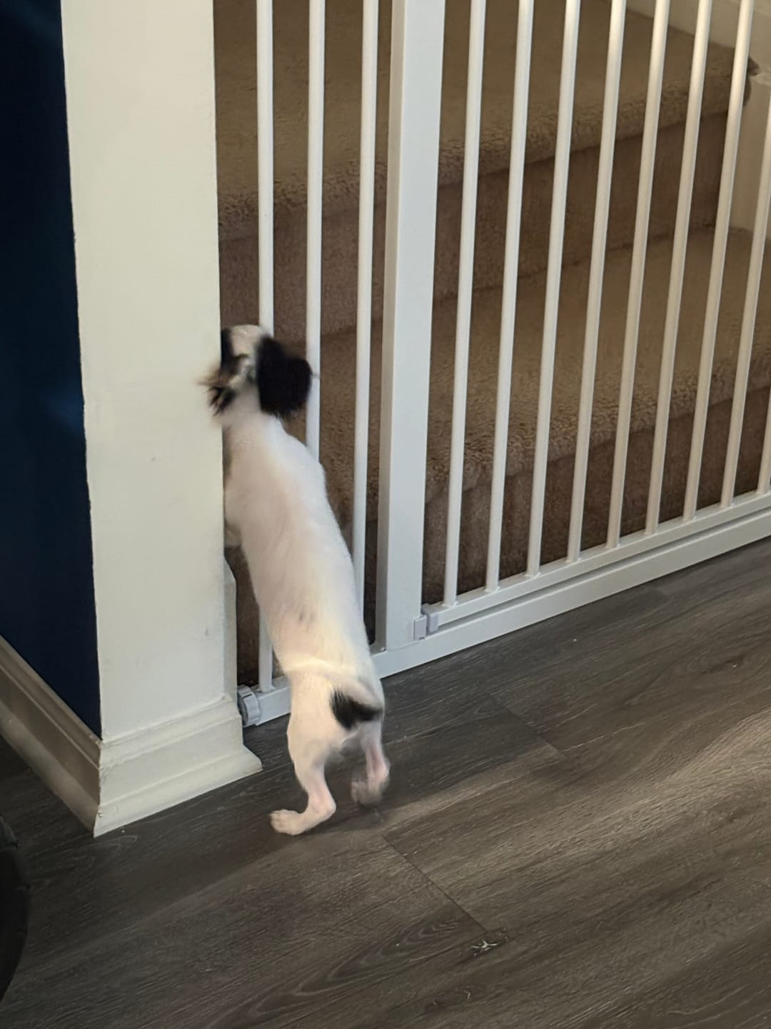 Customer photo review of FairyBaby 30" Tall Safety Gate with Narrow Bar Spacing