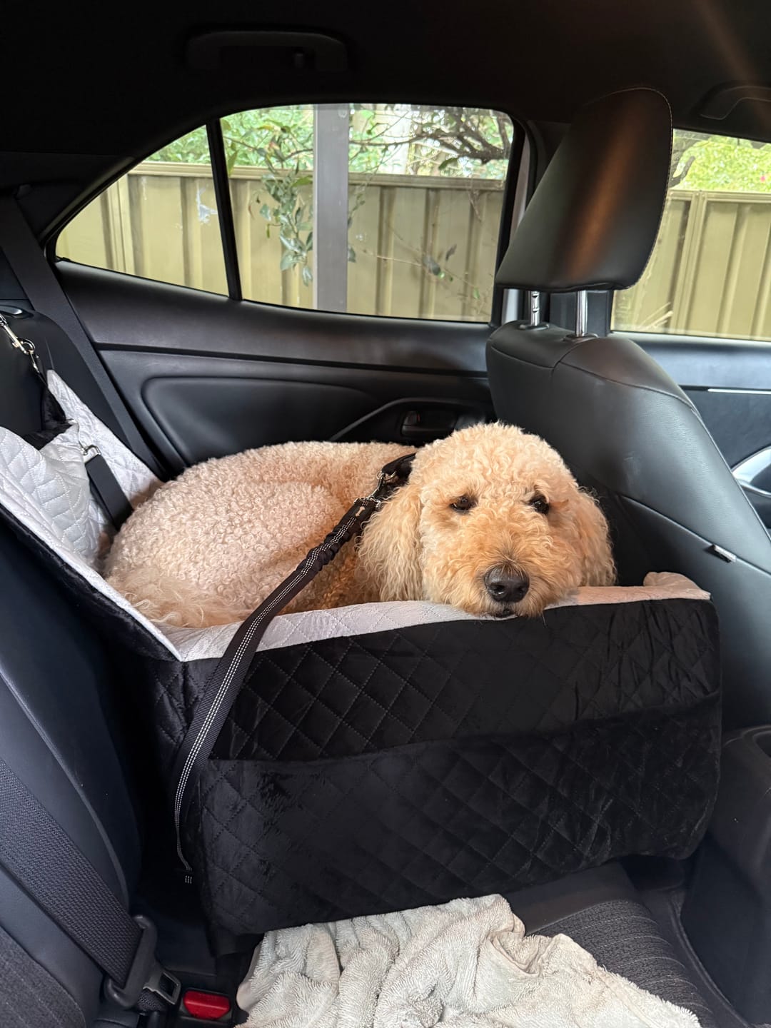 Customer photo review of Dog Car Booster Seat