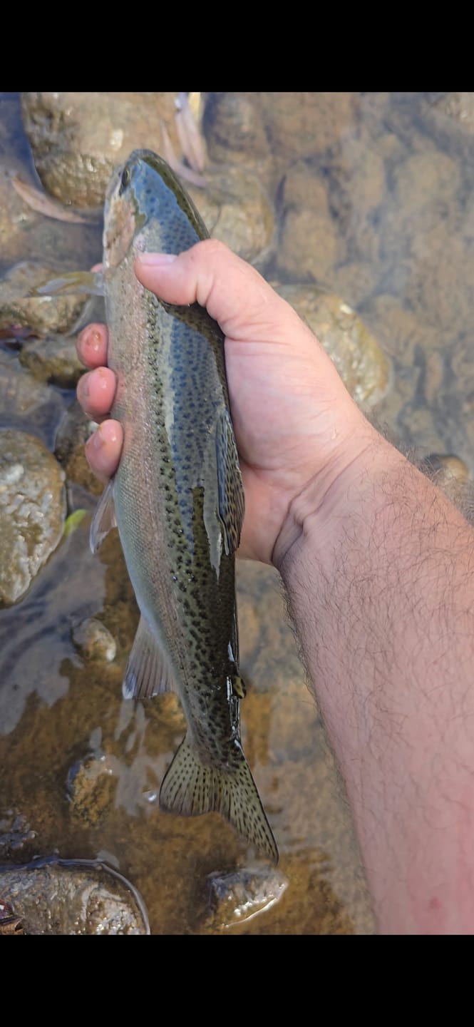 Customer photo review of Ocean Angler - Essential Trout Pack