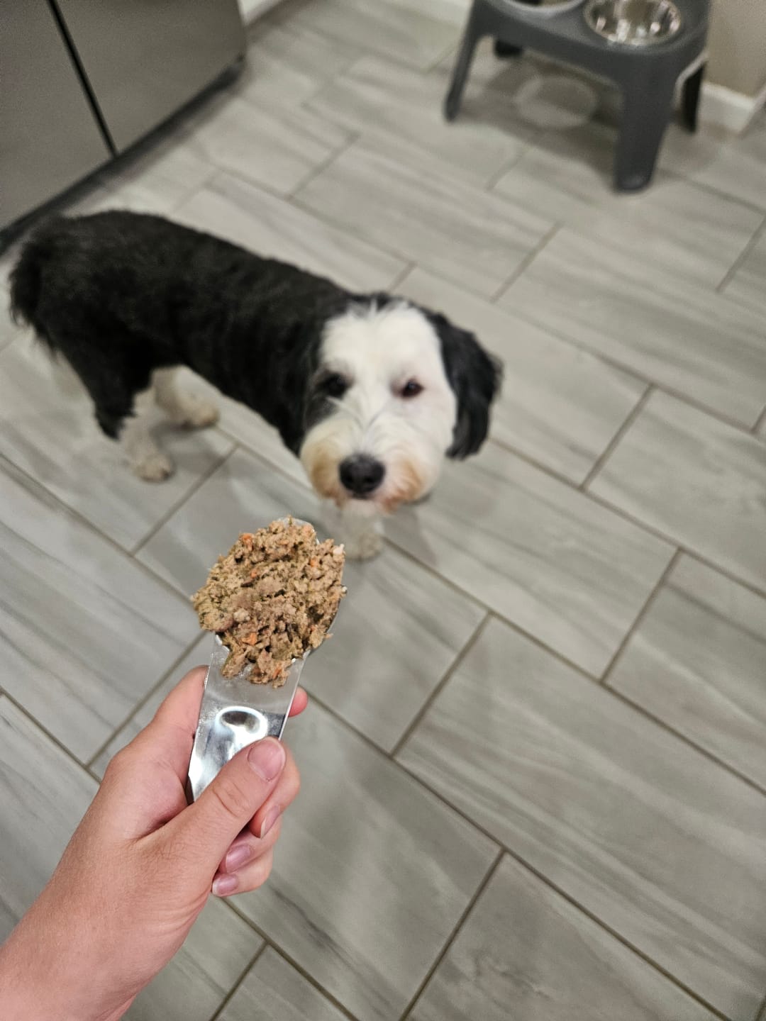 Customer photo review of Lamb Recipe for Dogs - 16oz