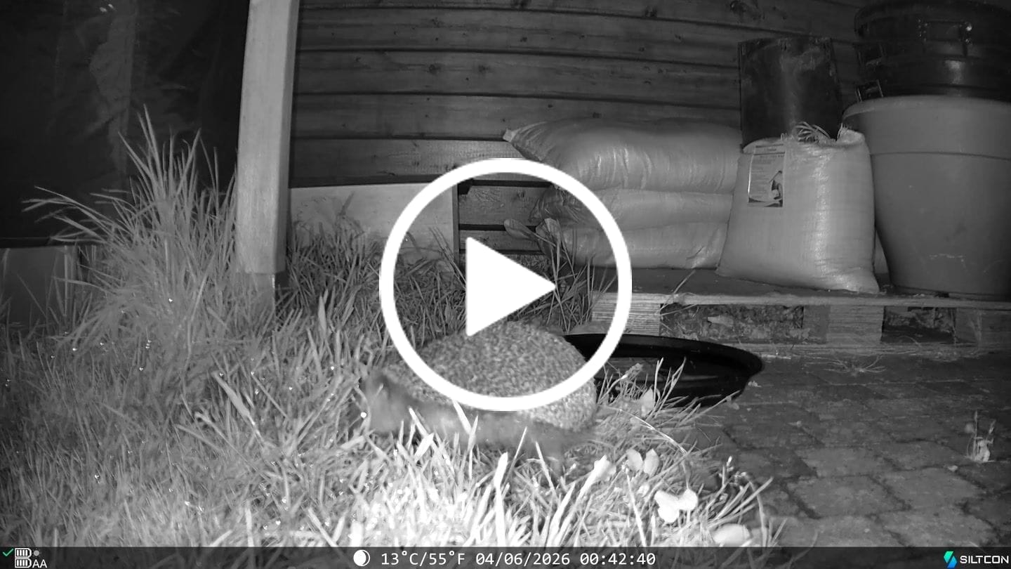 Customer video review of Siltcon® Wildcamera met Zonnepaneel 8K