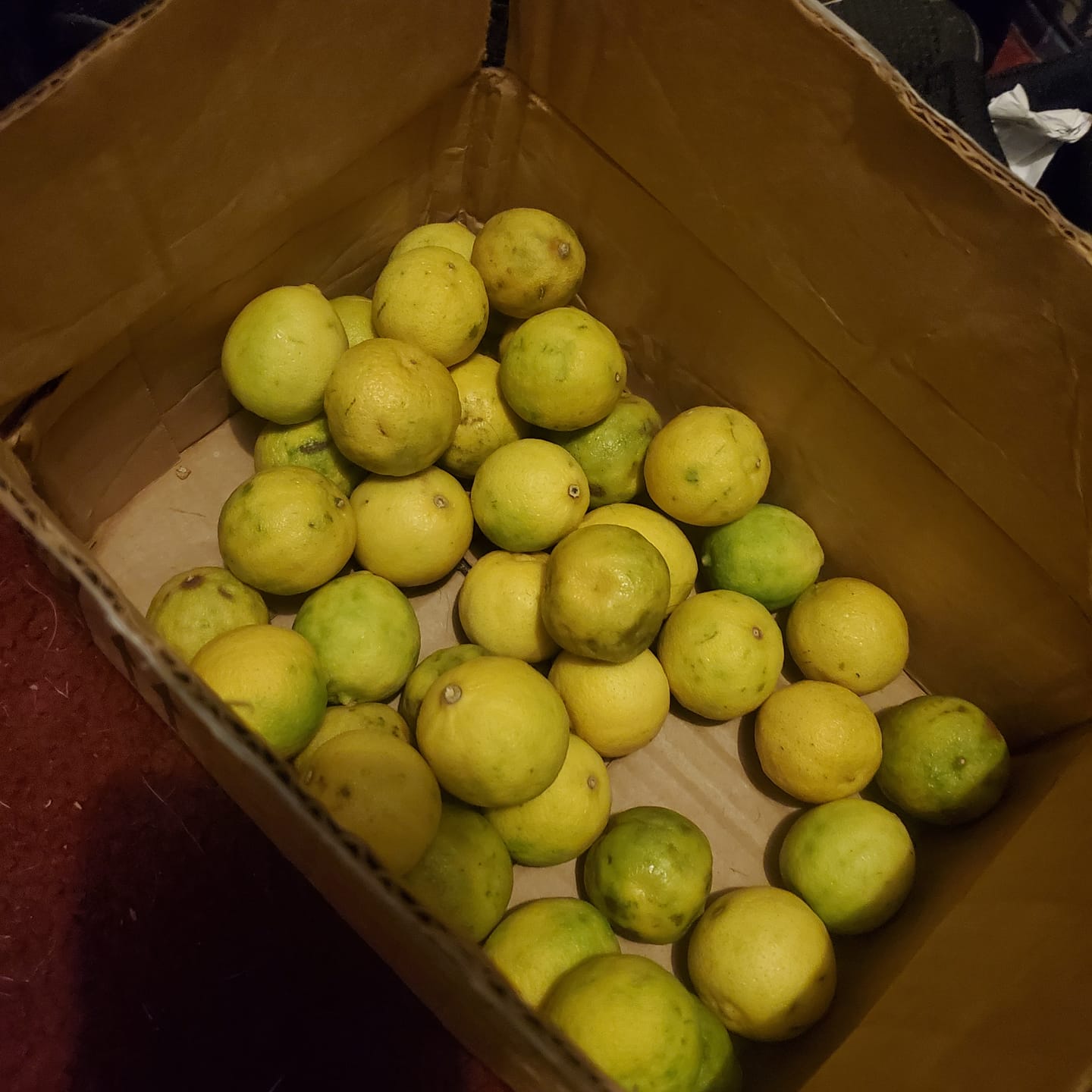 Customer photo review of Organic Key Limes 3 lbs