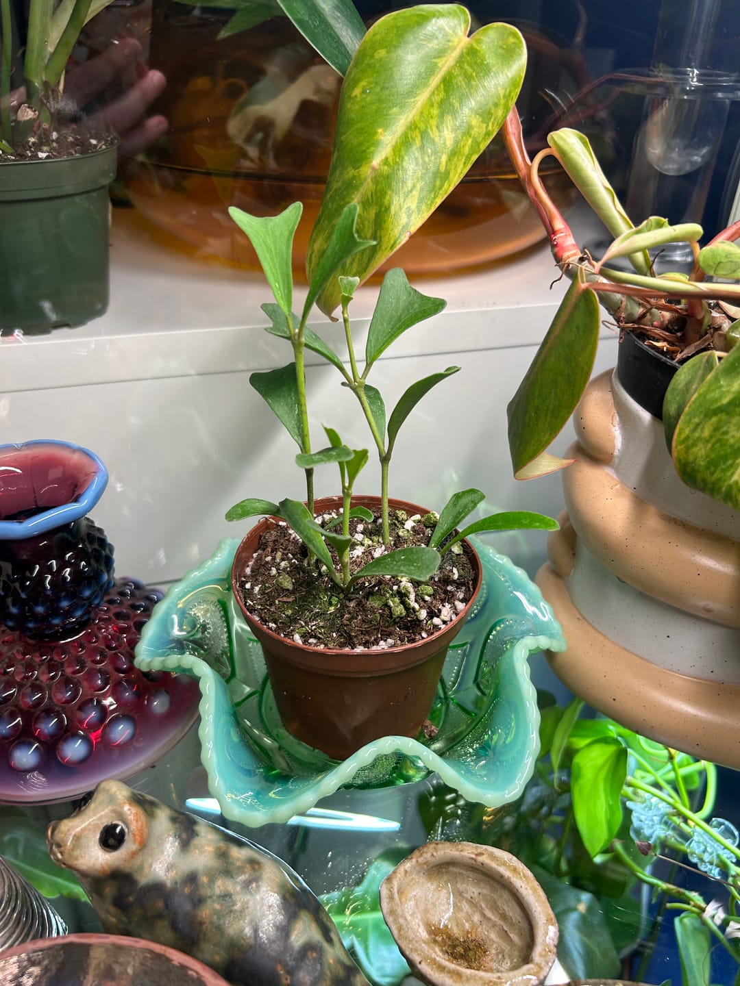 Customer photo review of Hoya manipurensis