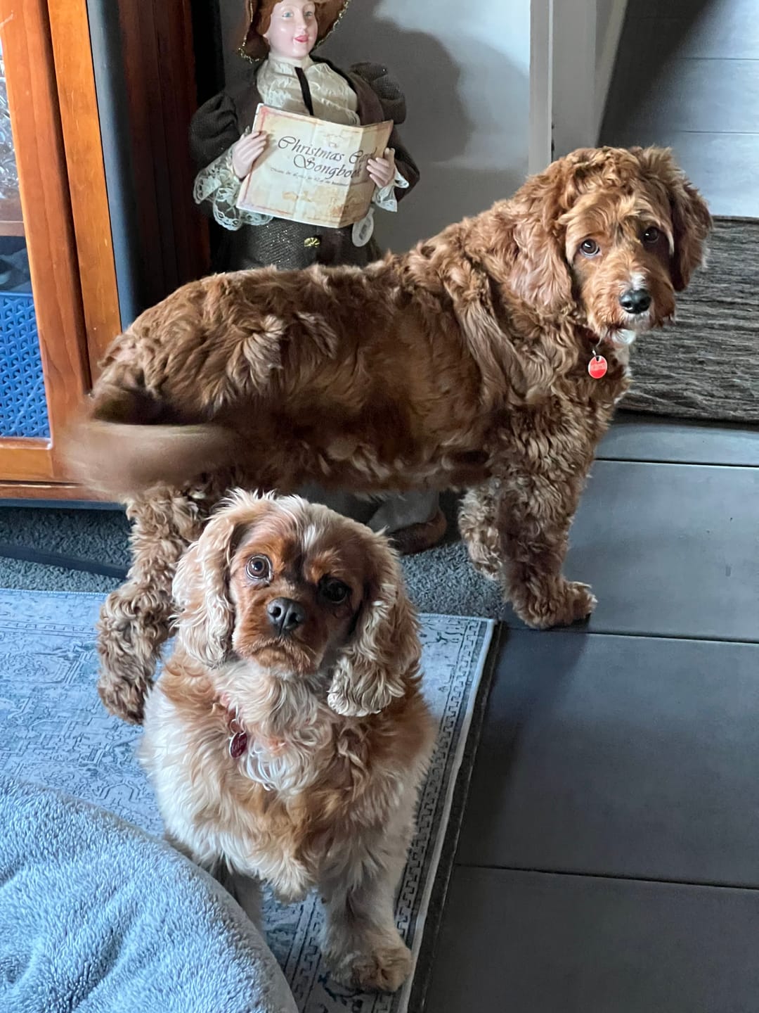 Customer photo review of Digestive-K9 Chews