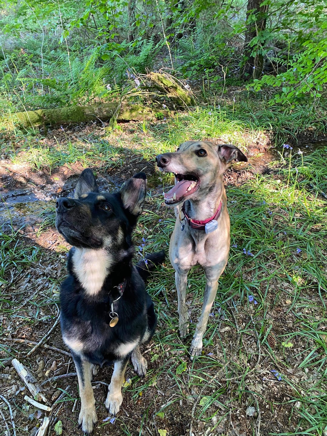 Customer photo review of Original Beef - Adult Dry Dog Food 3Kg