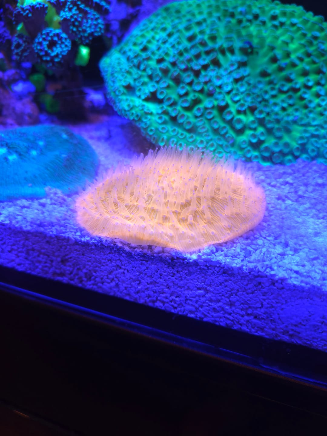 Customer photo review of Coral Essentials CVE+