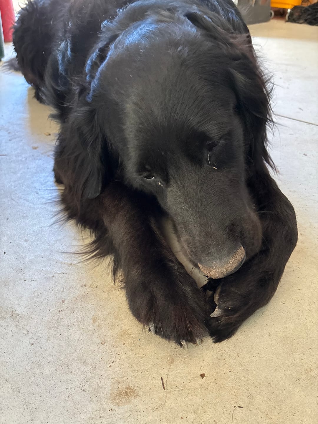 Customer photo review of 12 Inch Monster Bully Stick