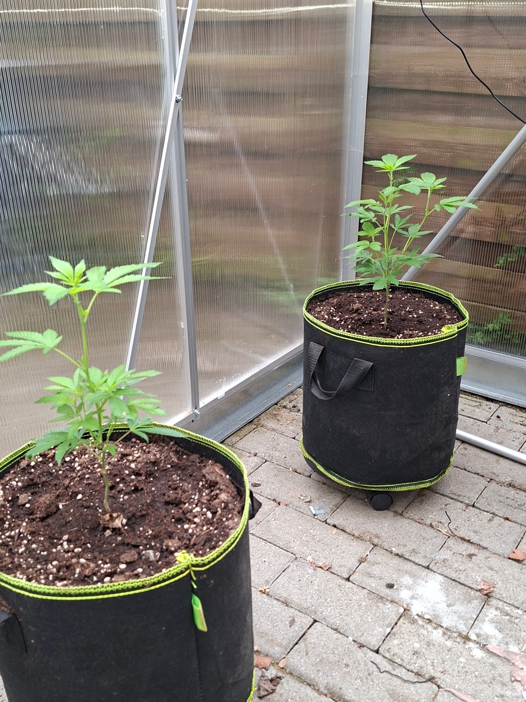 Customer photo review of Girl Scout Cookies Steckling