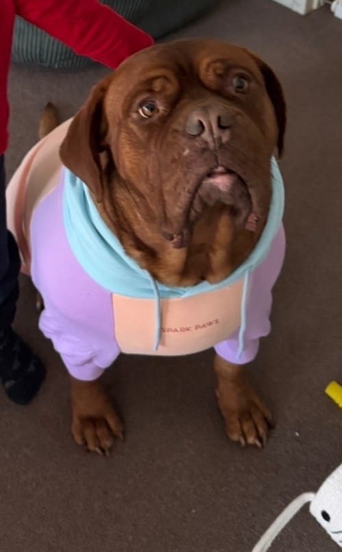 Customer photo review of Cotton Candy Dog Hoodie