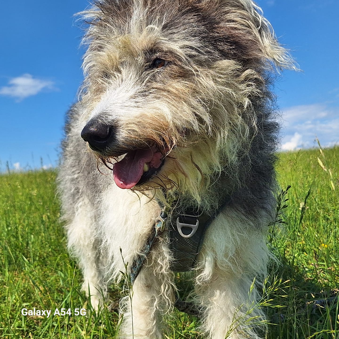 Customer photo review of Wurmtest Plus Hund