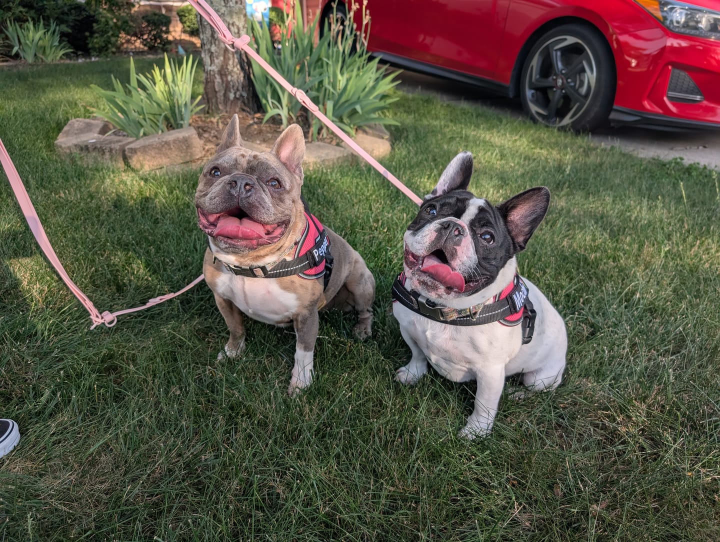 Customer photo review of Solace 6-IN-1 Hands Free Waterproof Leash