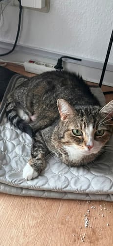 Customer photo review of CoolingMat - Hundekühlmatte