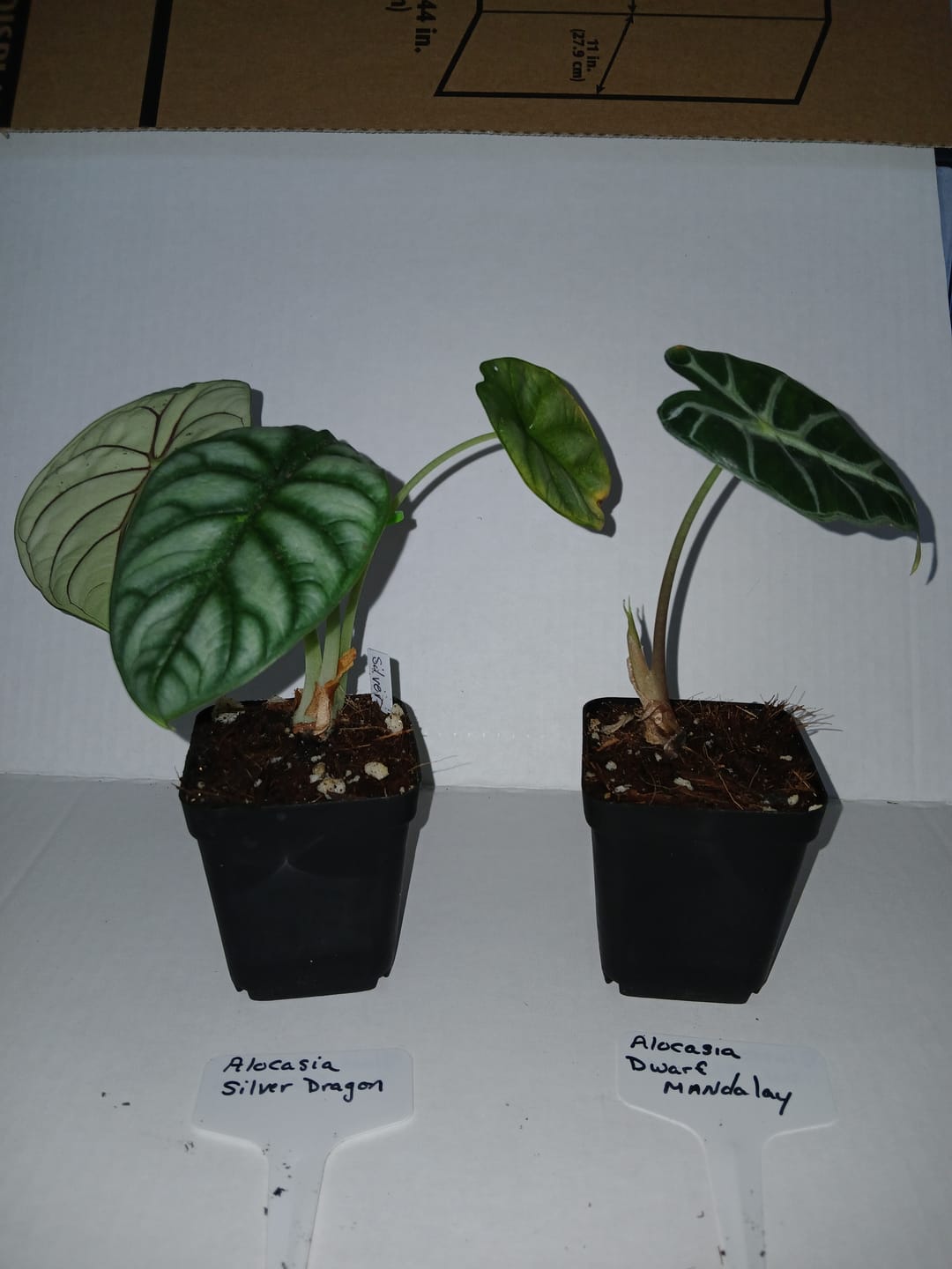 Customer photo review of Mystery Plant