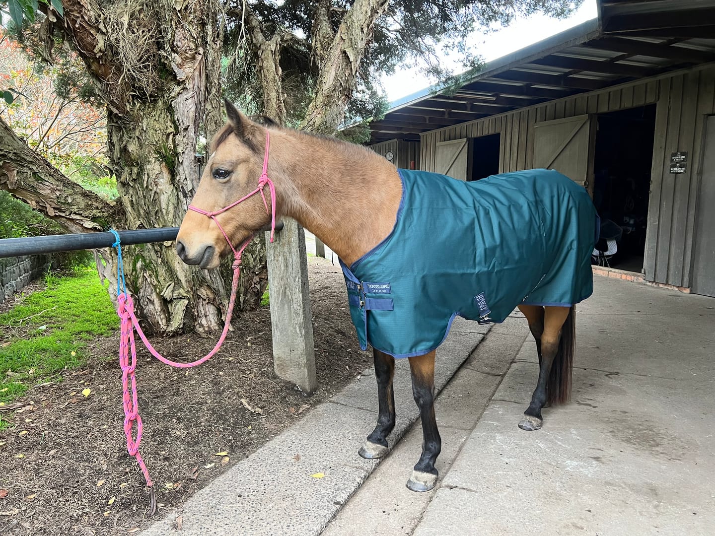 Customer photo review of Amigo Ripstop 900D Plus Pony Turnout 0g