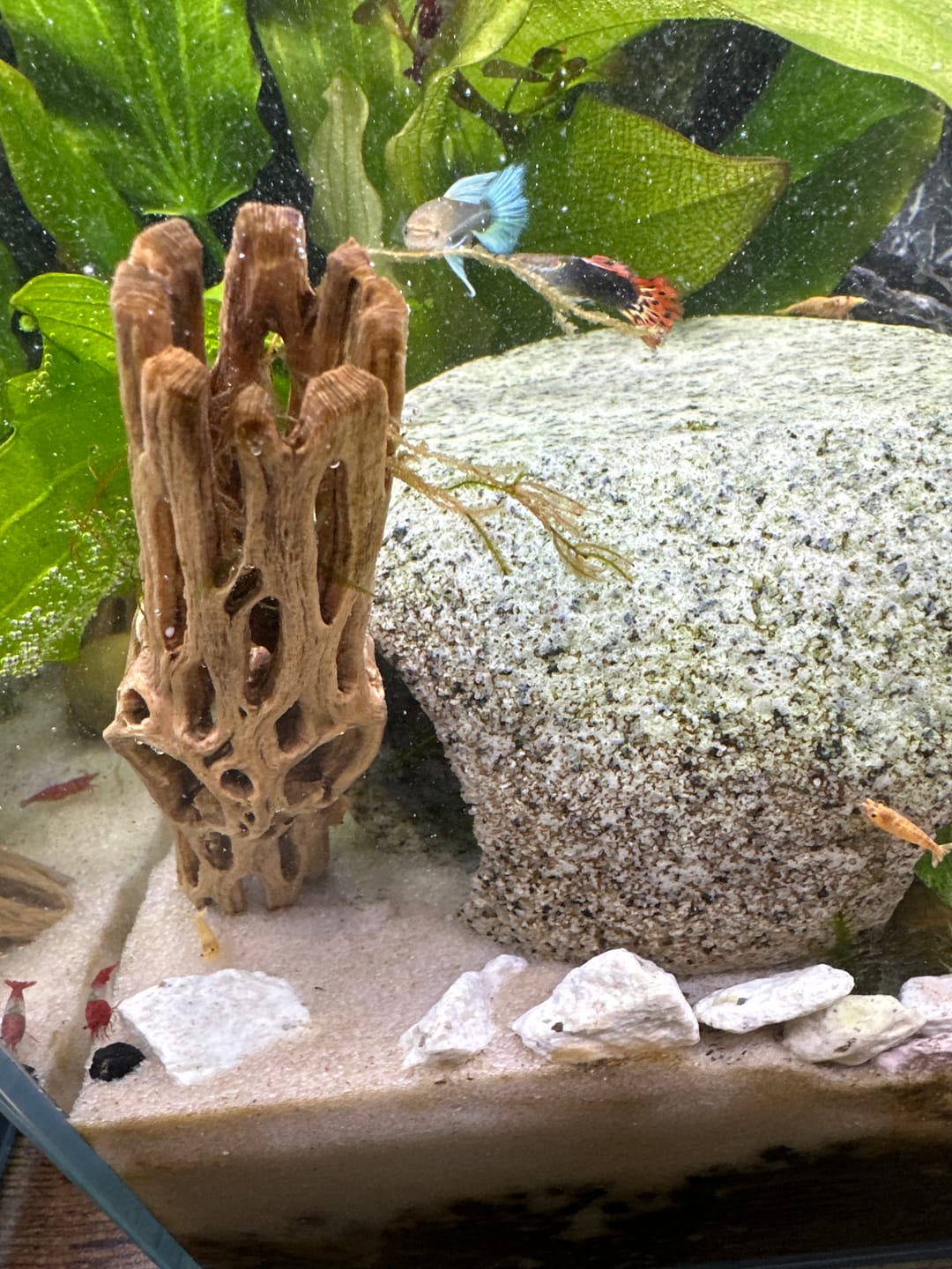 Customer photo review of Green Jade Neocaridina Shrimp