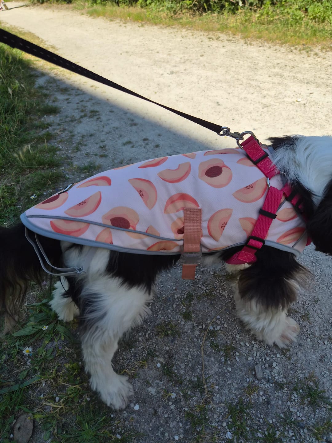 Customer photo review of Chilltech™ Dog Cooling Vests