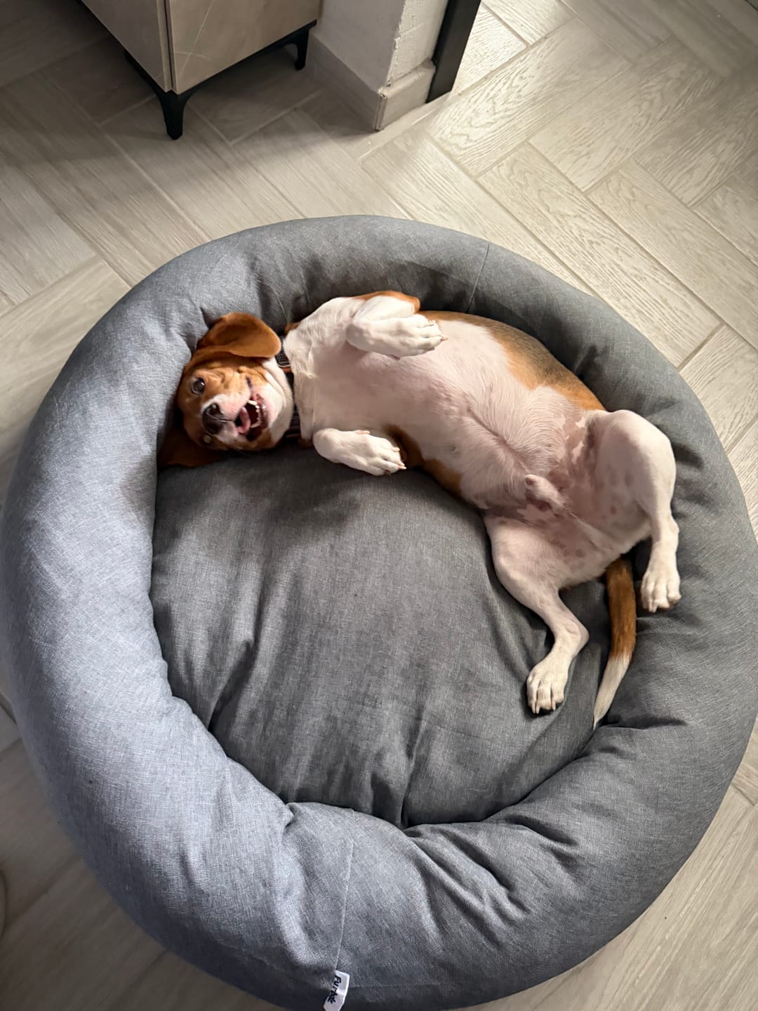 Customer photo review of Funda Lino para Cama Antiestrés para Perros