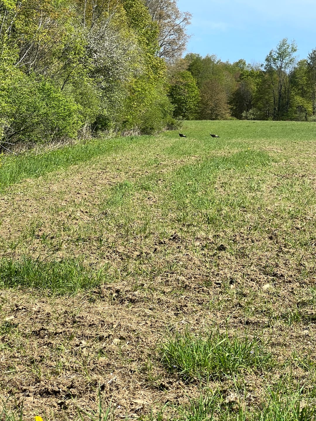 Customer photo review of Whitetail Hill Clover