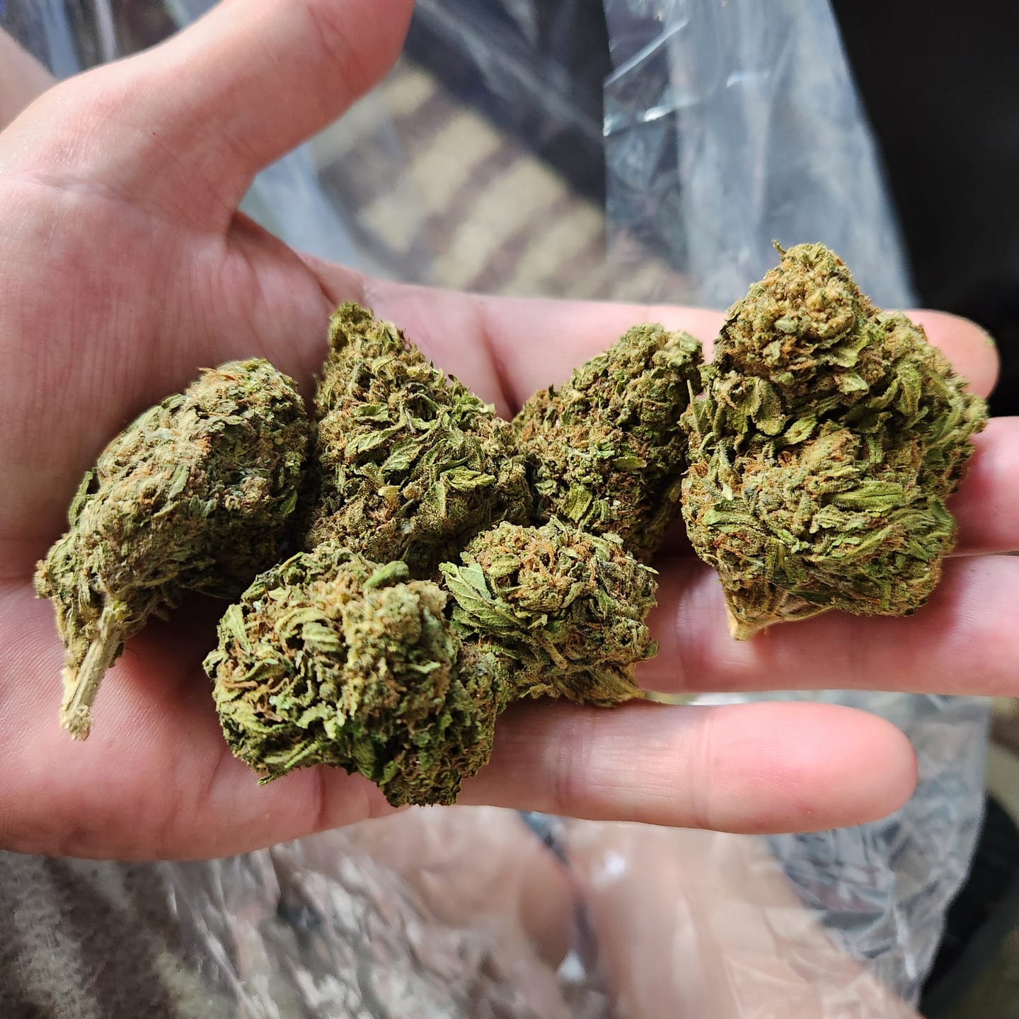 Customer photo review of Butterscotch OG - Bulk - Indica