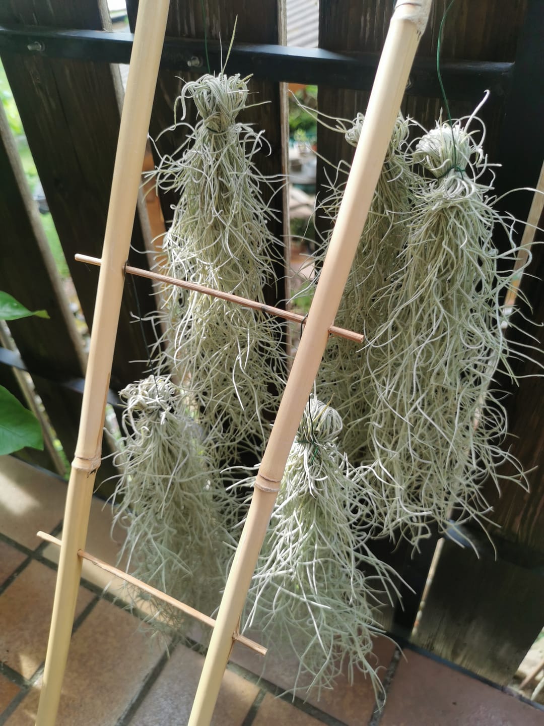 Customer photo review of 3er Set - Tillandsia usneoides - Louisianamoos -