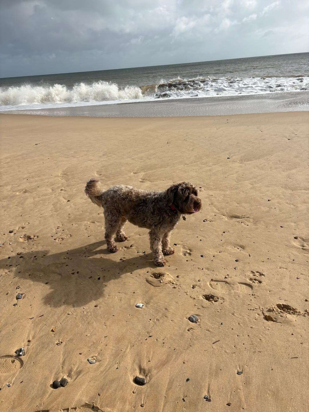 Customer photo review of collagen for dogs