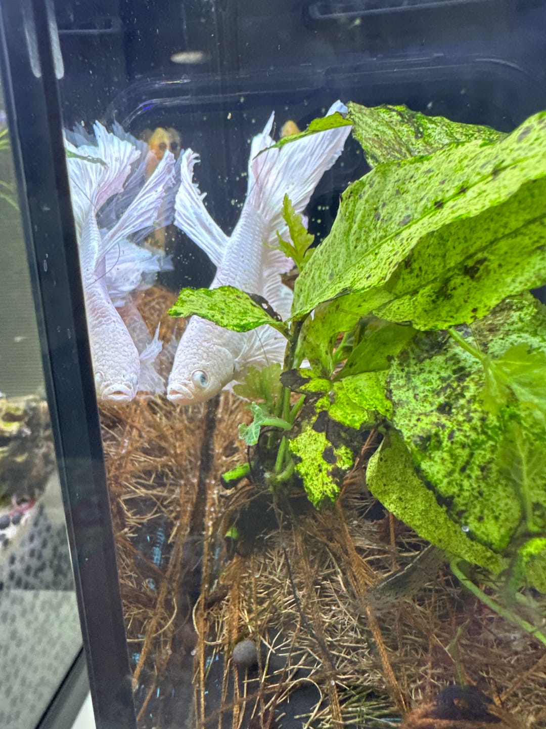 Customer photo review of Super White Dumbo Ear Halfmoon Male Betta Fish