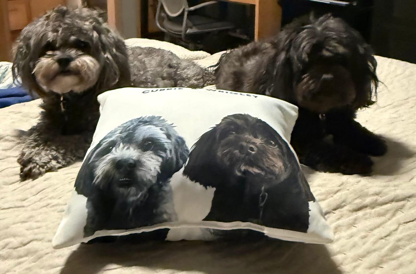 Customer photo review of Modern Pet Face Throw Pillow - Two Pets