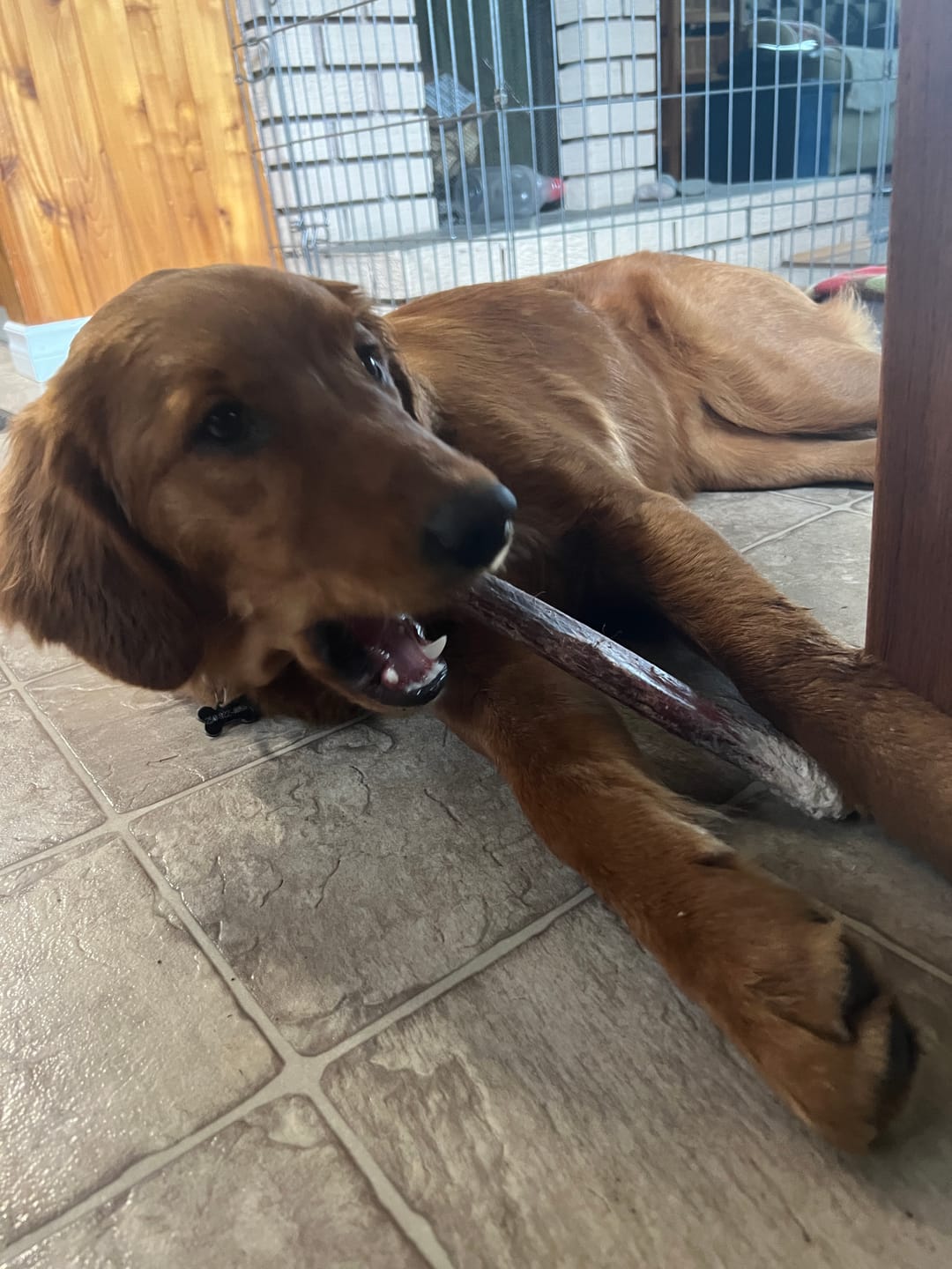 Customer photo review of 12 Inch Monster Bully Stick