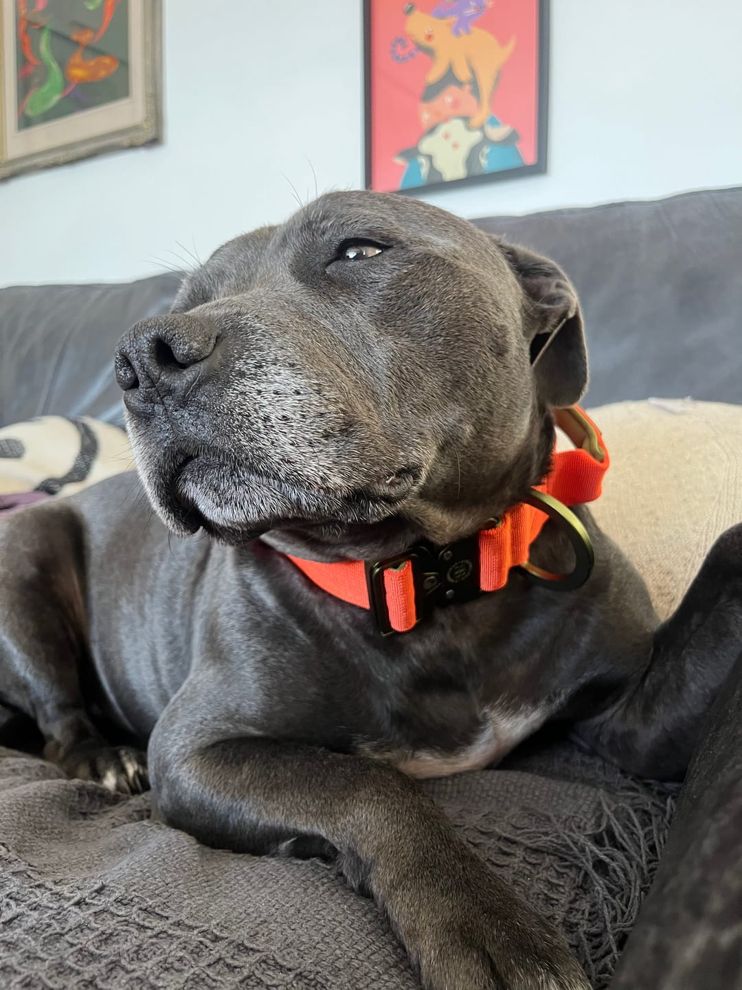 Customer photo review of 4cm LIGHTER Combat® Collar | With Handle & Secure Clip - Burnt Orange X Khaki