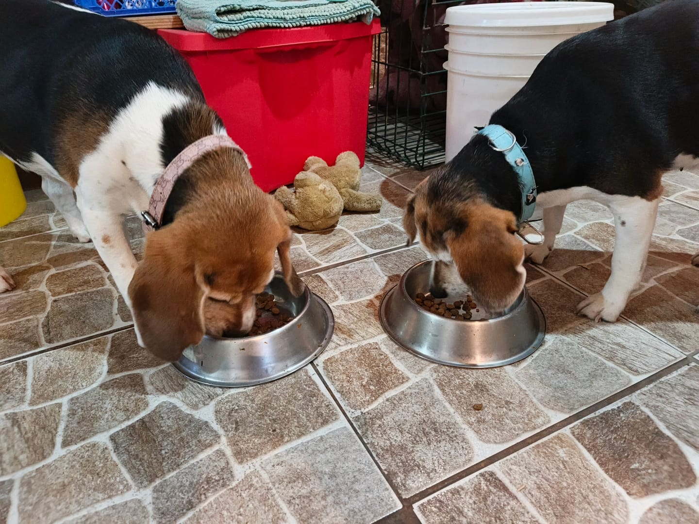 Customer photo review of PetFamily Foods