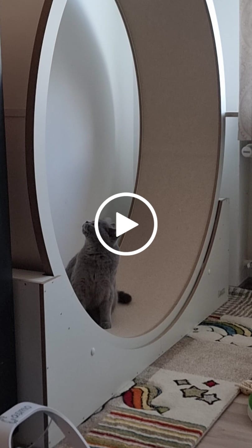 Customer video review of Elmato Katzenlaufrad Simba