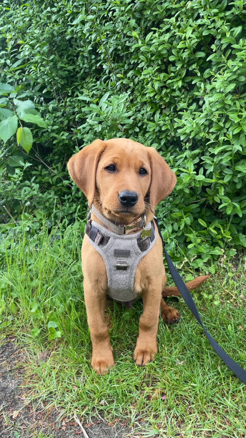 Customer photo review of Staey - Elma Hundesele, Mocca